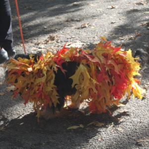 Halloween dogs at tompkins square park