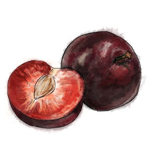 Plums Illustration