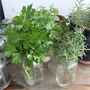 Herbs and moving