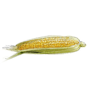 Raw Corn for corn salad