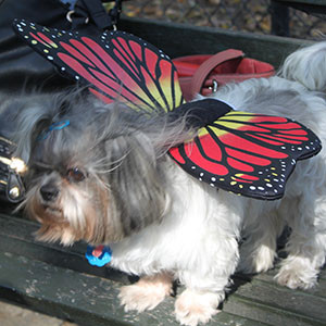 Butterfly Dog