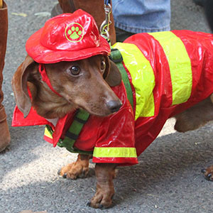 Fireman Dog