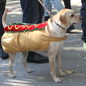 Hotdog Dog