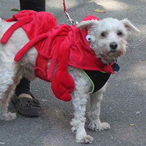 Lobster Dog for Tompkins Square Halloween Parade