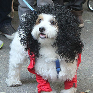 Michael Jackson Dog