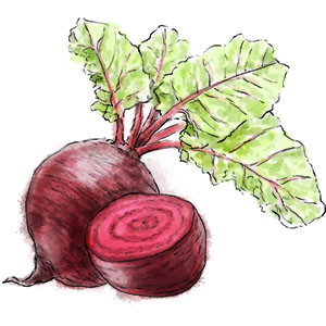 Beetroot for a lentil salad