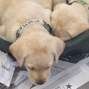 guide dog puppy