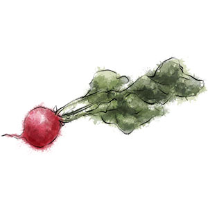 Radish