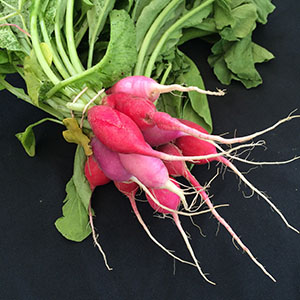 radishes